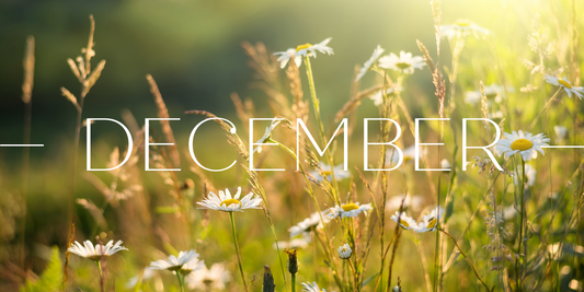 ANNIQUE Exclusive Offers December 2021